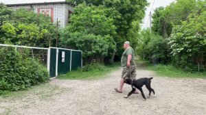 Среднеазиатская овчарка 4 месяца Сэм дрессировка!