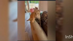 смешные коты ‼️ приколы с котами ‼️ с озвучкой ‼️‼️