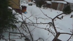 03 03 2016г. яблоня  ошибки в уходе.