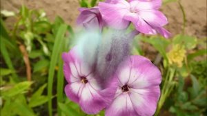 цветы в 2016 году ,фотографии.