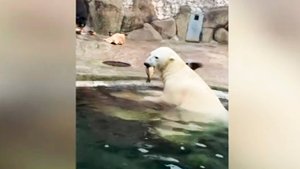 Белый медведь Терпей из Московского зоопарка впервые порыбачил