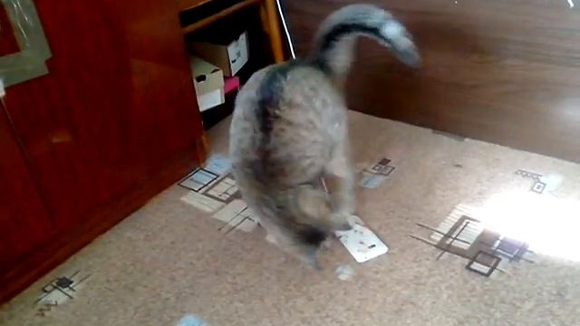 Кот выключает будильник смотреть онлайн