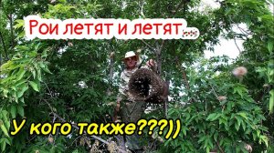 Рои летят и летят... У кого также?!