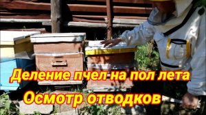 Деление пчел на пол лета. Осмотр отводков!!!