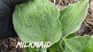 Редкий сорт хосты Milkmaid#hosta #хоста #сорта #коллекция