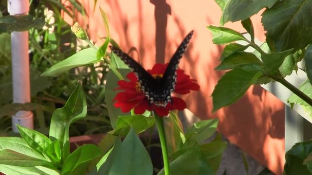 15 Seconds Swallow Tail смотреть онлайн