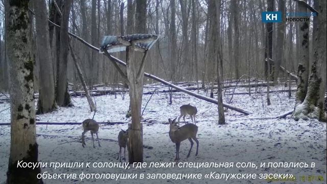 Калужские косули попались в объектив фотоловушек