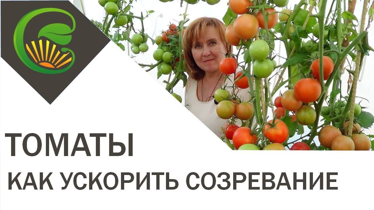 Как ускорить созревание томатов