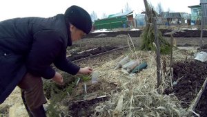 18 05 2017г лимонник китайский 1ч посев семян стратифицированных.