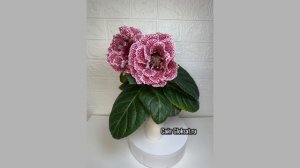 САТ- Клубничная Свадьба 😀🏆👏🏻