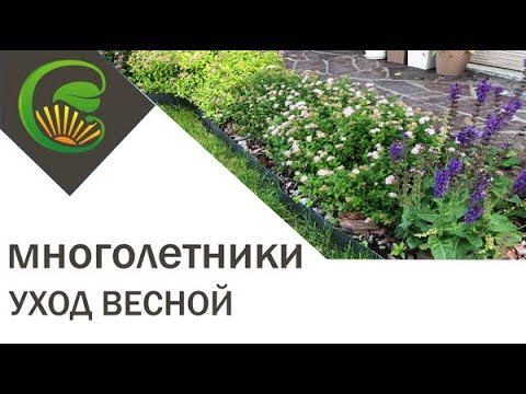 Многолетники  - уход весной