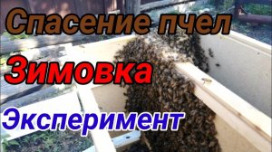 Спасение пчел. Эксперимент с зимовкой