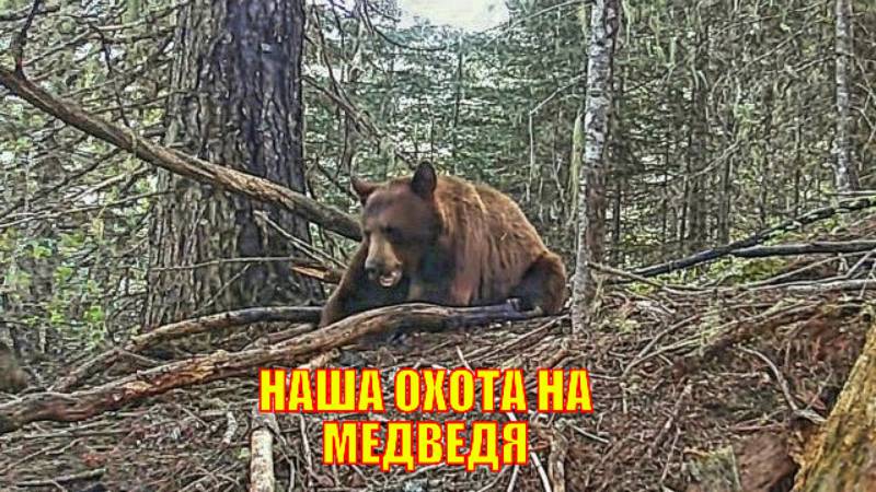 НАША ОХОТА НА МЕДВЕДЯ