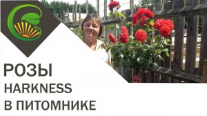 Розы Harkness – экскурсия в английский питомник