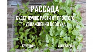 Рассада будет лучше расти от увлажнения воздуха