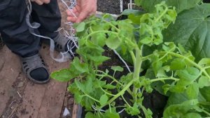 Простое решение. Как правильно и удобнее  подвязать овощные растения в теплице.