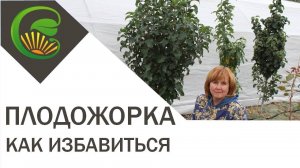 Как избавится от плодожорки