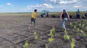 Посадка туи в питомнике Мармыжи .