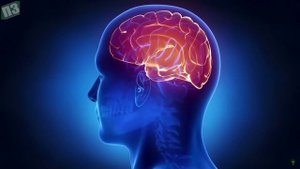 (380) Ваш организм обожает это! Розмарин - Чудо-трава и польза для всего организма (Удивительно) - Y