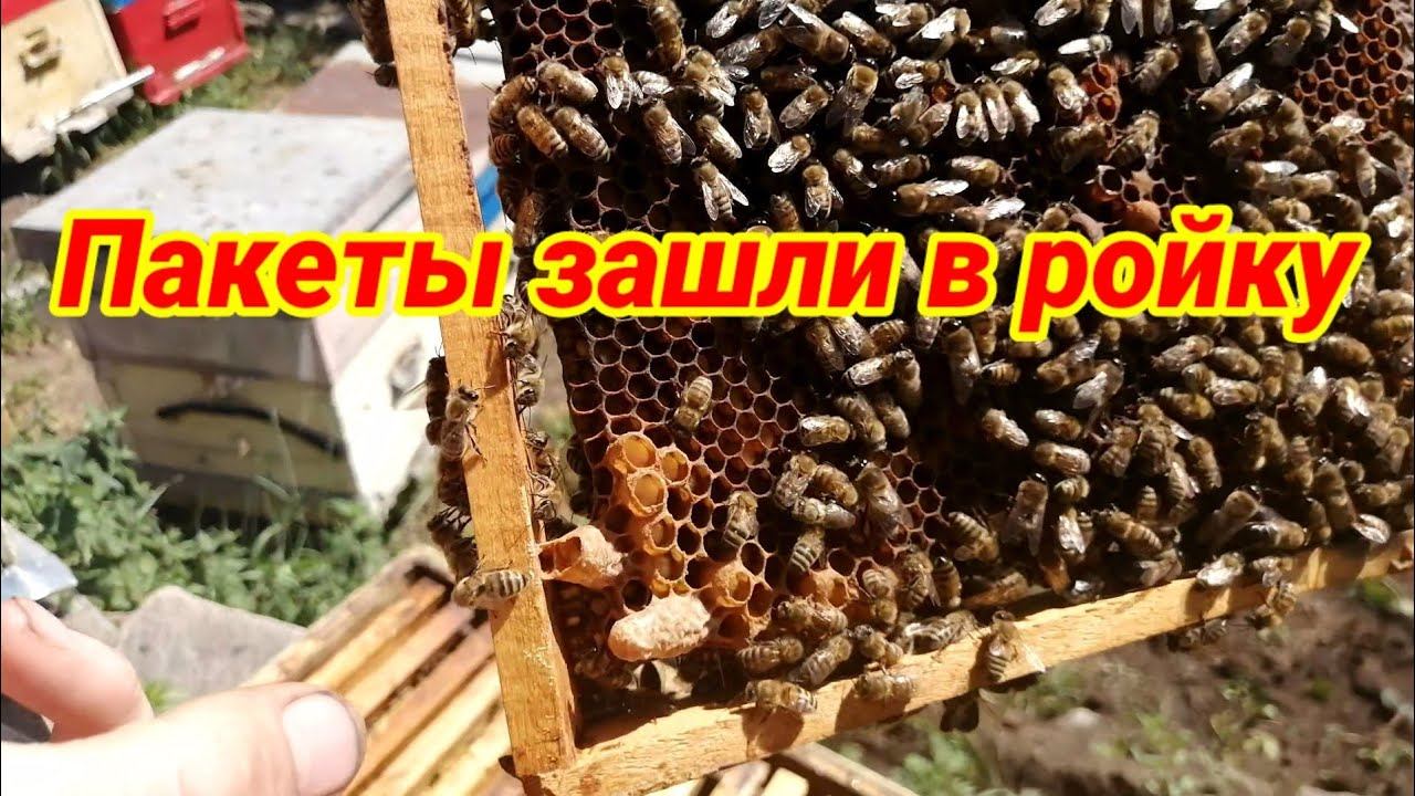 Пакеты зашли в ройку / Пчеловодство на Урале