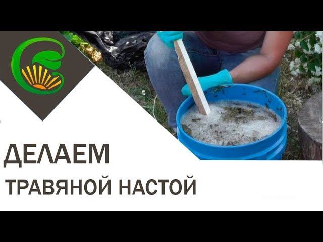 Травяной настой. Как приготовить и использовать смотреть онлайн