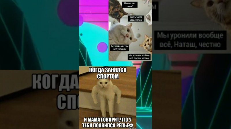 мемы про кошек