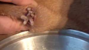 mango worms - remove monster mango worms from poor dog || mango worms removal