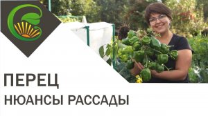 Как урожайность перцев зависит от объема горшка в рассаде