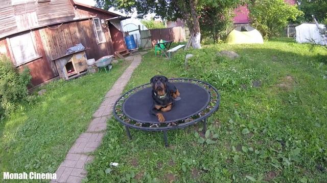 Собачья будка или домик для начальника охраны смотреть онлайн