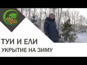 Туи и ели - укрытие на зиму