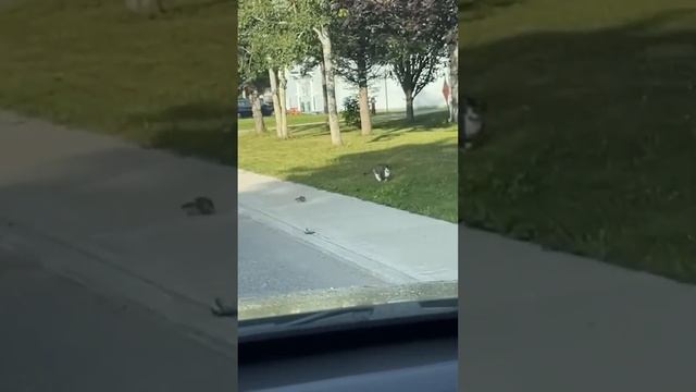 😺😂🐶САМЫЕ МИЛЫЕ И СМЕШНЫЕ ДОМАШНИЕ ЖИВОТНЫЕ В МИРЕ 2024😺😂🐶 смотреть онлайн