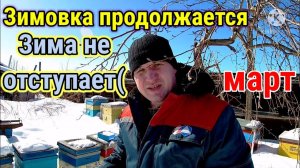 Зимовка продолжается... Середина марта, а зима не отступает. Быстрое потребление канди