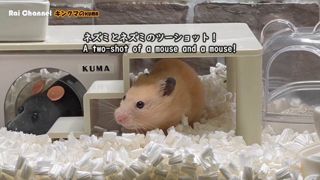 水槽ケージ掃除後に小屋へネズミを入れてドッキリ【ハムスター反応観察】キンクマハムスター смотреть онлайн