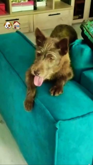 Улыбается она🤣🤣🤣🐶Ишчего! #возьмидругаизприюта #шортс #приветиздома #ковчегялта+7 (978) 899-25-45 смотреть онлайн