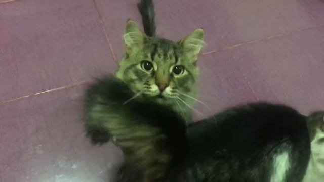 Кот обсуждает меню на ужин) смотреть онлайн