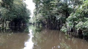 BRASIL. AMAZON RAINFOREST2. Бразилия. Дождевые леса Амазонии.