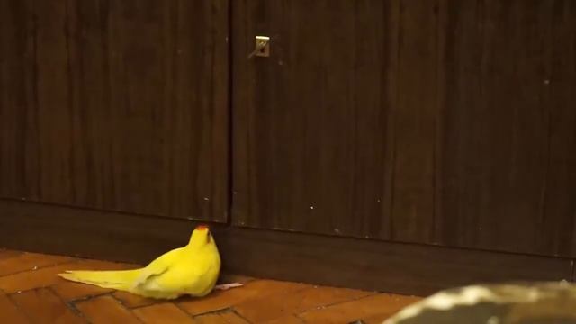 Акробатка или настырный какарик Соня смотреть онлайн