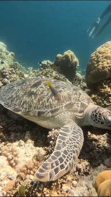 Черепашка на дне морском... смотреть онлайн