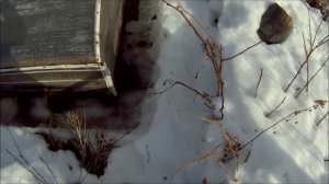 21 03 2017г  наст ломает ветки.