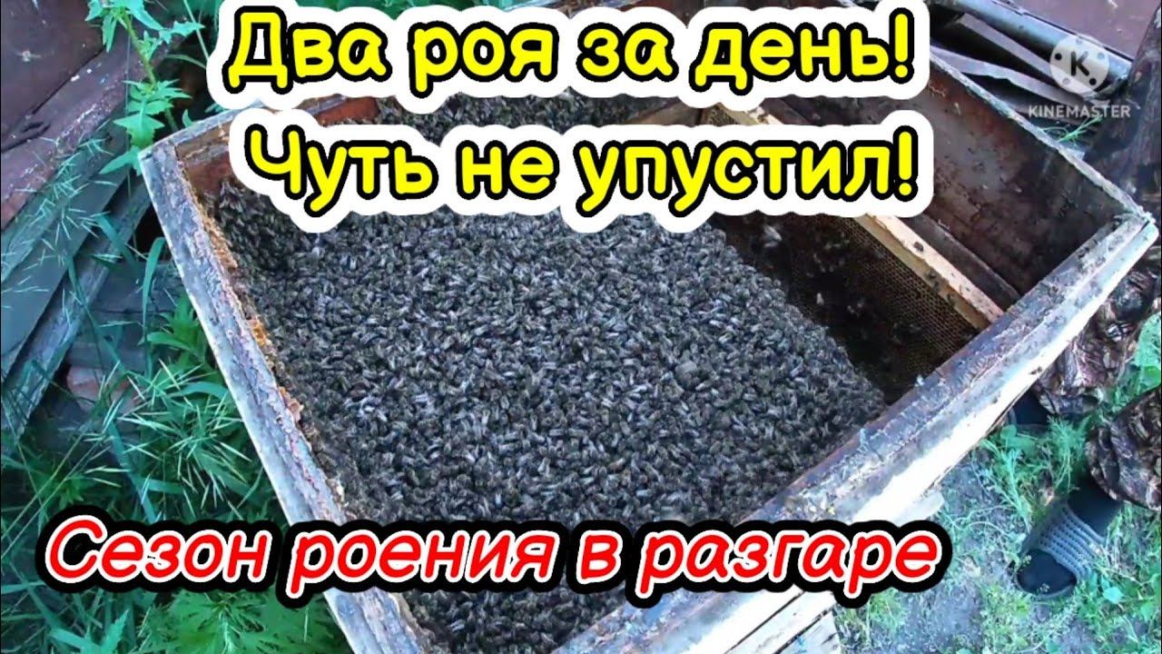 Два роя за день, пока меня не было на пасеке! Огромный рой первак! Сезон роения в самом разгаре!