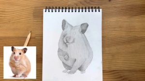 Как нарисовать хомяка карандашом | Рисунок для начинающих поэтапно