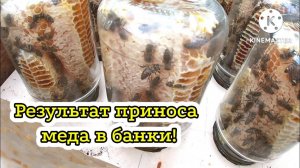 Результат приноса меда в банки!