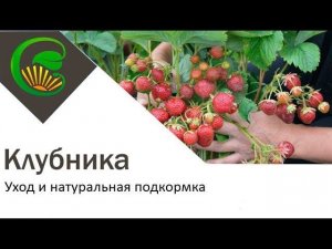 Клубника подкормка без химии