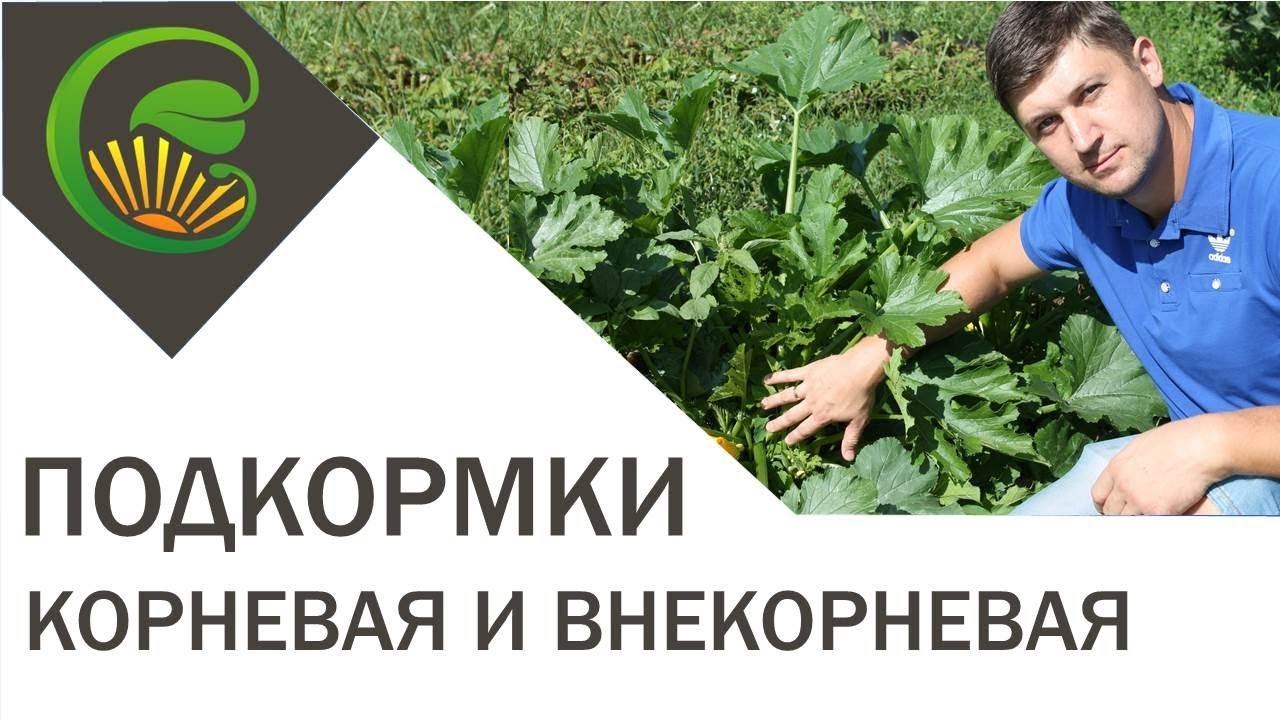 Корневая и внекорневая подкормка