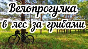 Велопрогулка в лес за грибами 