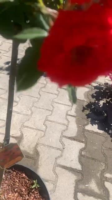 Штамбовые розы
