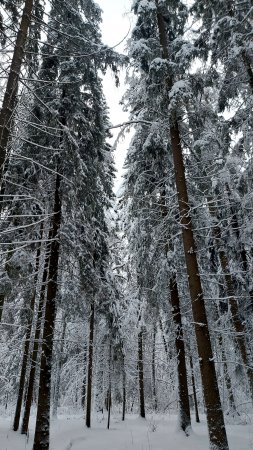 Два времени года за один январь