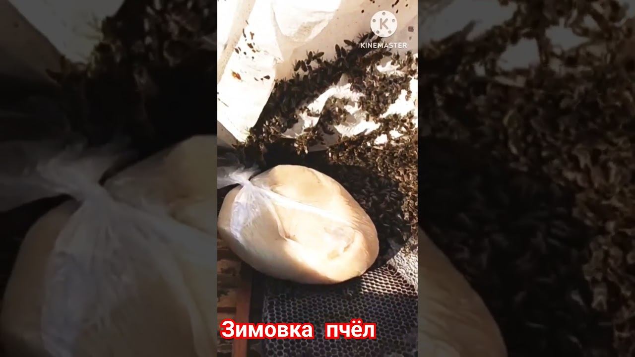 Зимовка пчёл на улице!