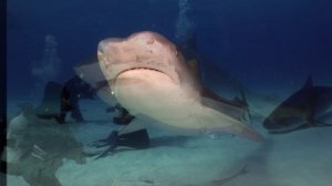 Слайд шоу . Багамы 2017.