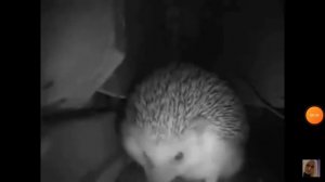 Пьяный ёжик чихает